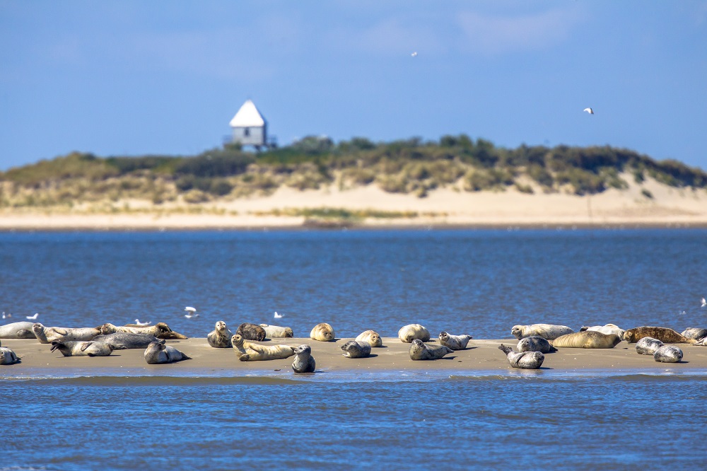 seals on a sandbank in the wadden sea PJ7EHFK