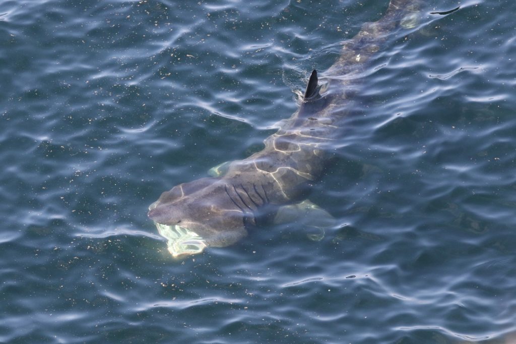 Basking Shark April 2020 Kilkee CIrish Whale and Dolphin Group