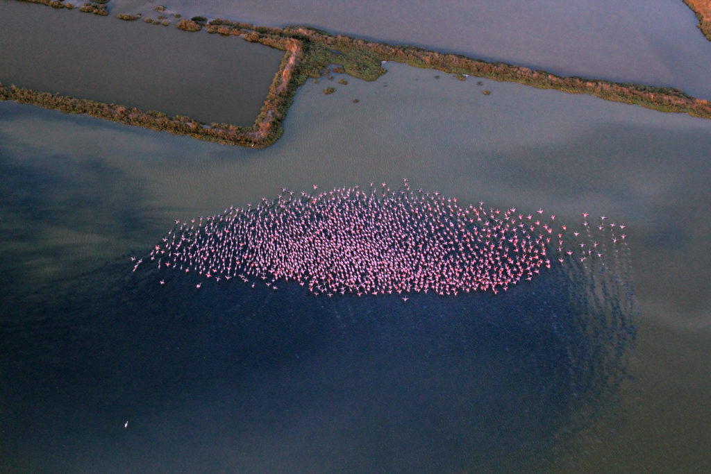Flamingos © Archivio Comune di Comacchio 1