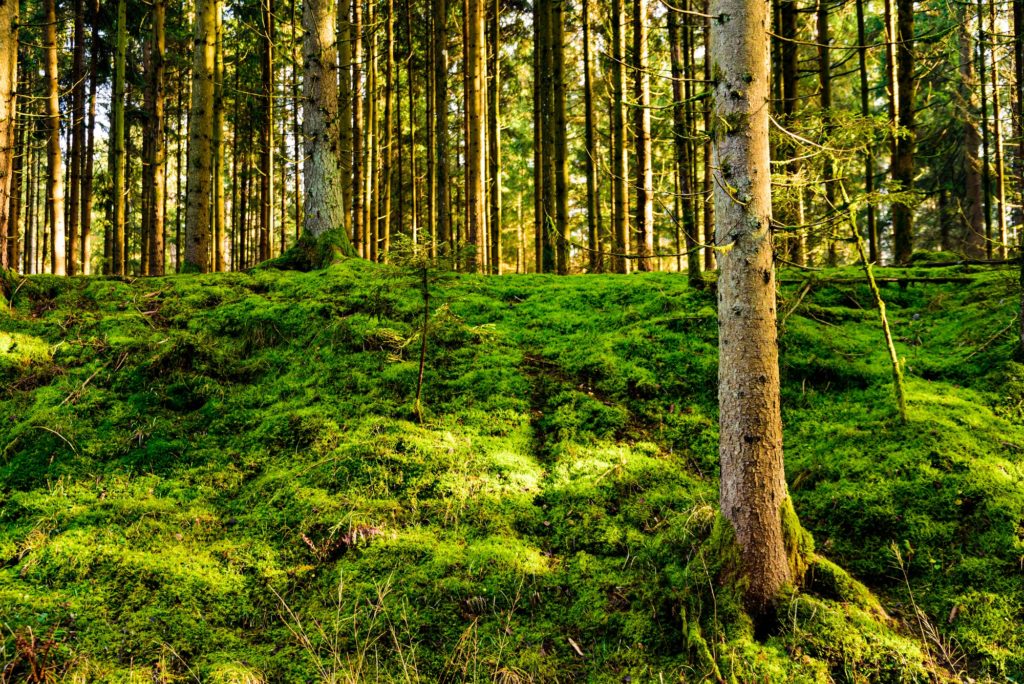 Panorama of beautiful green forest with green moos