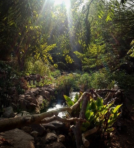 Rainforest in Eilat Botanical Gardens cBotanical Gardens Eilat