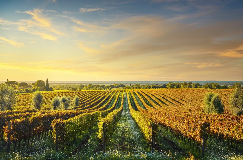 bolgheri vineyard at sunset maremma tuscany italy TRPT46U