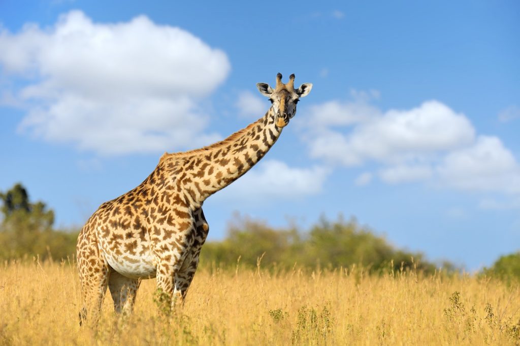 giraffe in national park of kenya PW3GM8U
