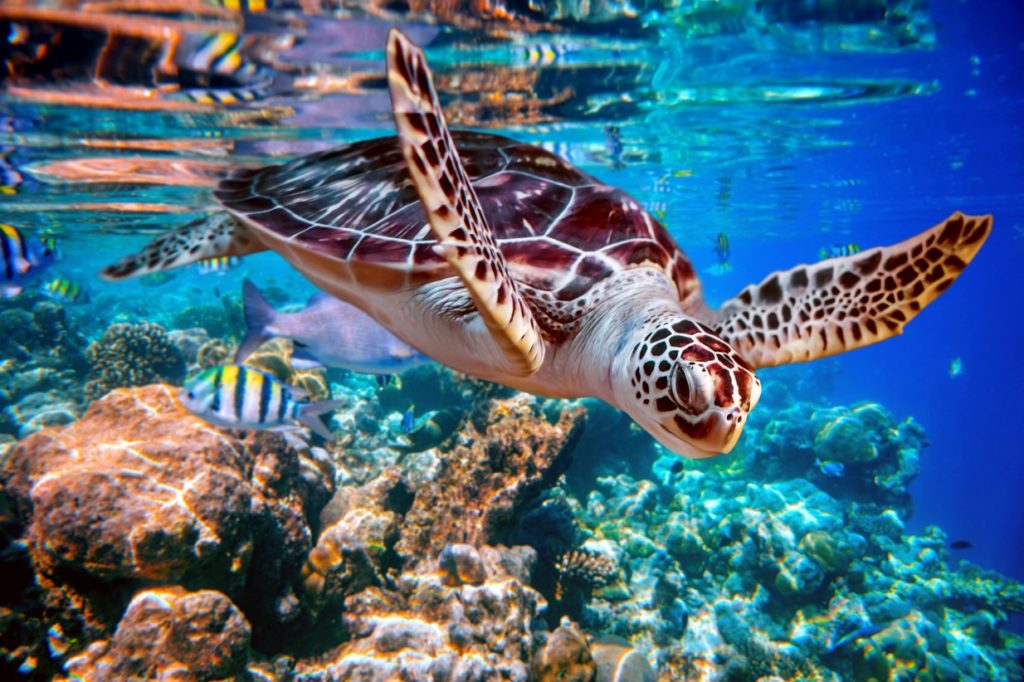 sea turtle swims under water on the background of RHF9L8T