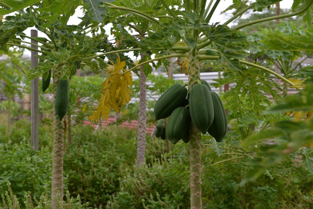 Papaya Cultivation 2