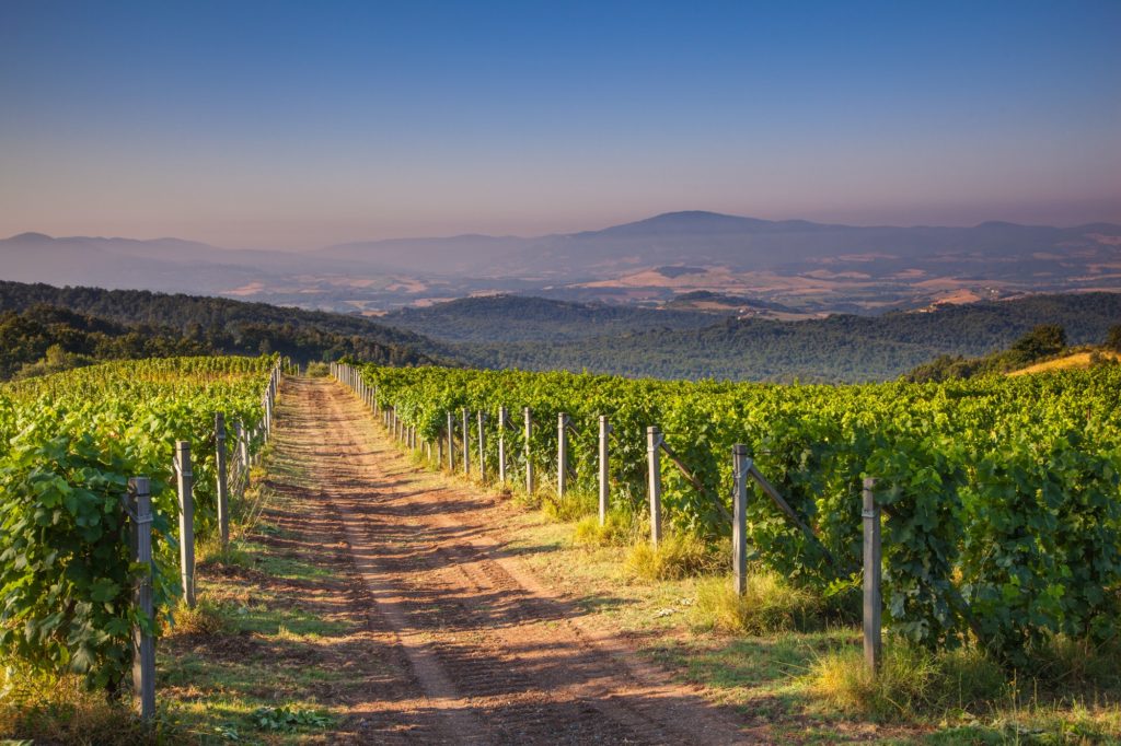 Chianti Vineyard Tuscany, Italy