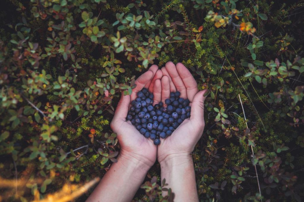 Blueberries cVisit North Iceland