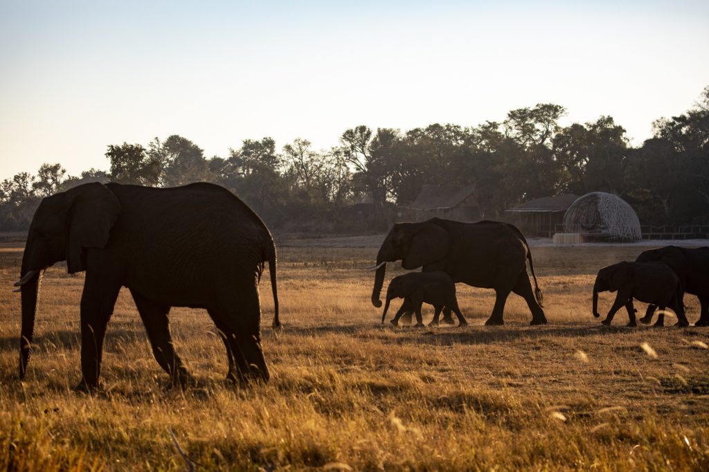 Jao Camp elephants passing camp cWilderness Safaris Crookes and Jackson