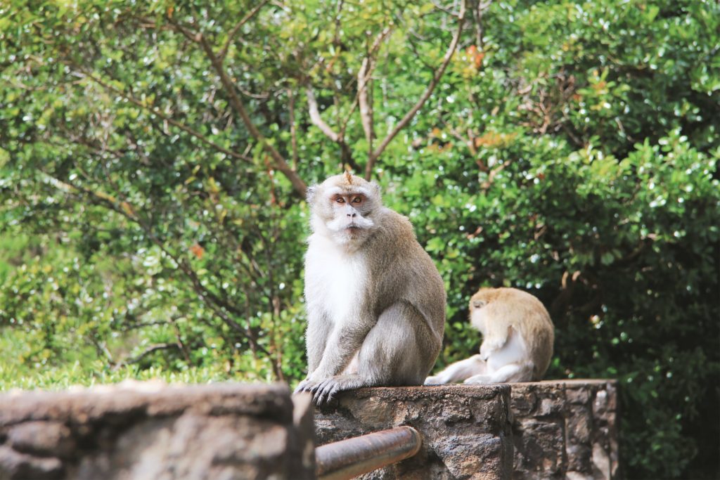 Mauritius monkeys clyly pics unsplash