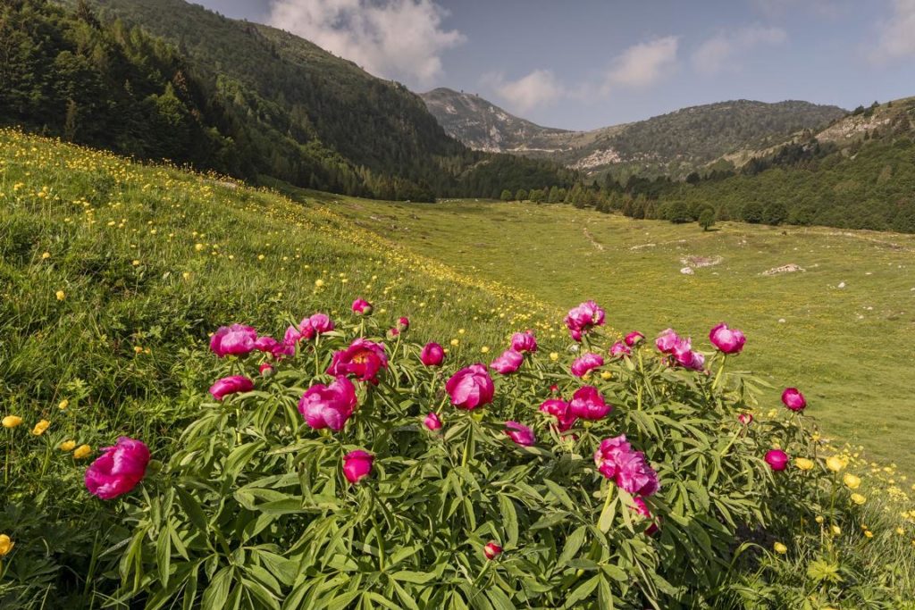 Monte Baldo fioritur ciano Gaudenzio