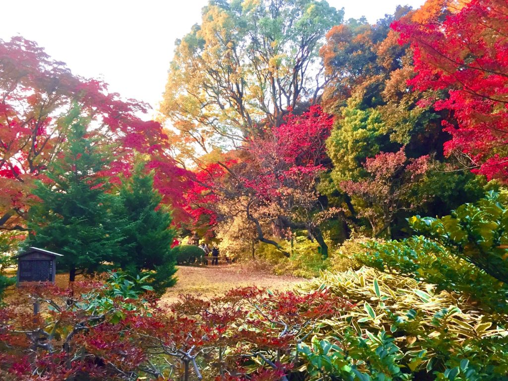 autumn leaves of rikugien japanese garden in bunk 2021 12 29 17 49 51 utc 2