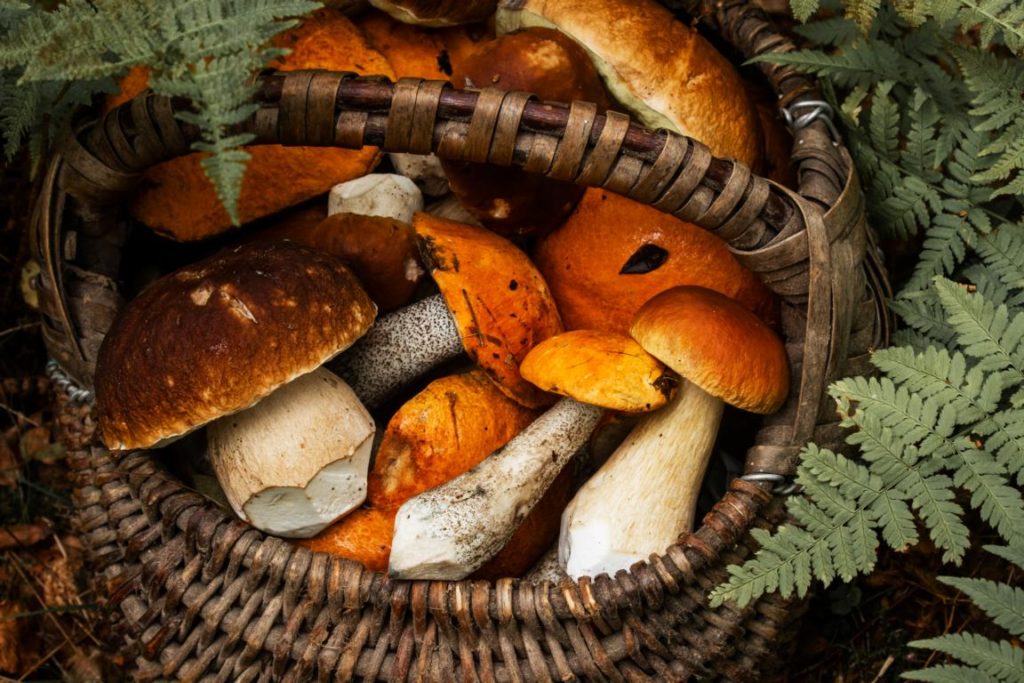 Korb voller Pilze © Visit Estonia Karl Ander Adami