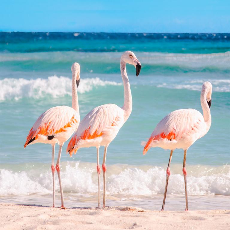De Palm Island Flamingoes