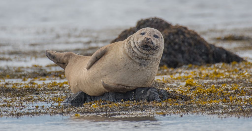 Unsplash PLAY Robbe Island